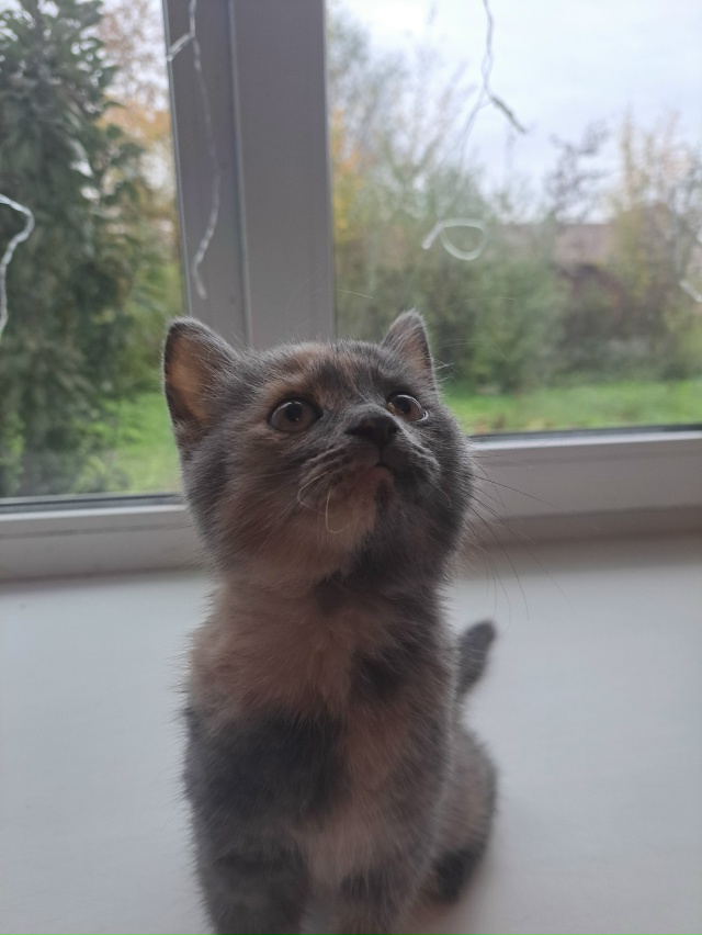 Отдам в добрые ручки)))) кушает все. Всё вопросы в личку.