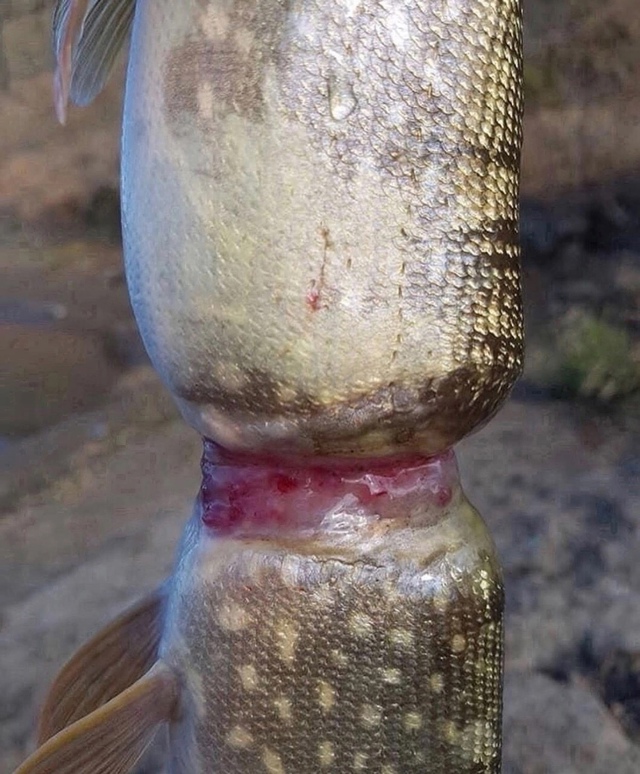 Мужчина на фото — опытный рыбак, который поймал необыч...