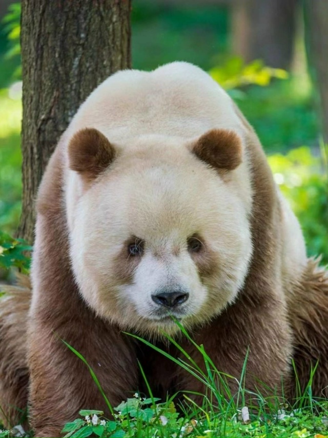 Цисай — не выдумка художника, а настоящая панда, будто ...