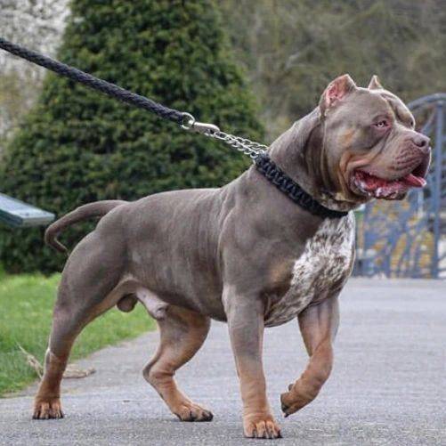 В России хотят ввести обязательную страховку для хозя...