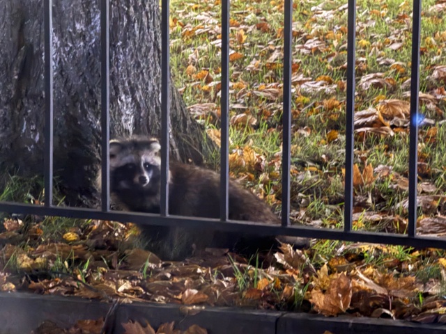 Енотик,в парке фосагро.
Чей?)