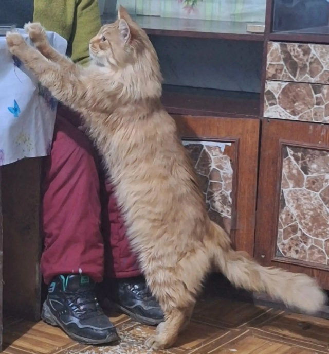 Ищем самых лучших хозяев для рыжего красавчика Степан?...