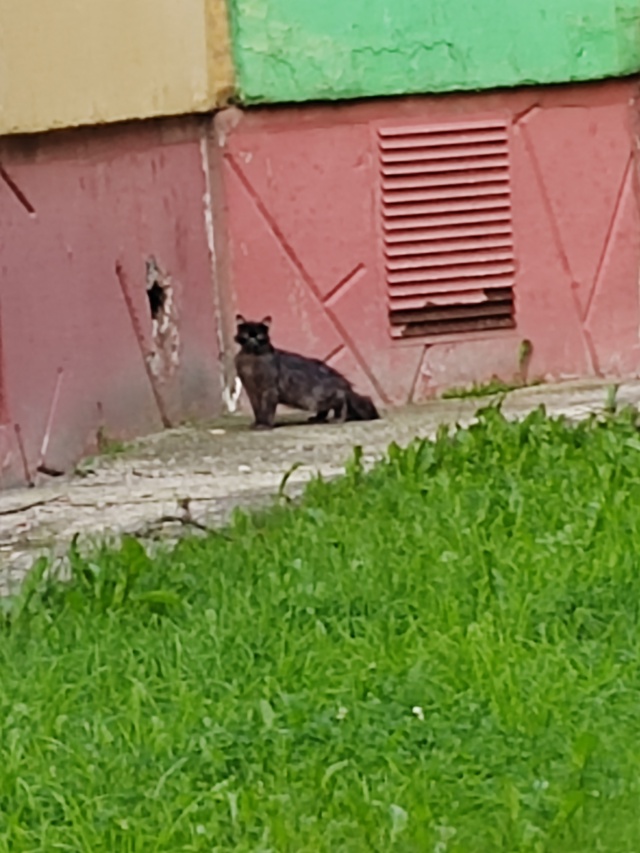 Парковая 11, в подвал прибился кот или кошка, явно дома?...