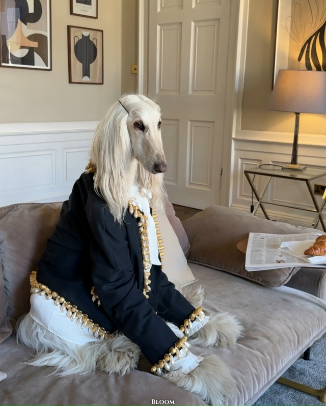 Что вы вообще знаете о стиле? Что?
Это собака Саманта —...