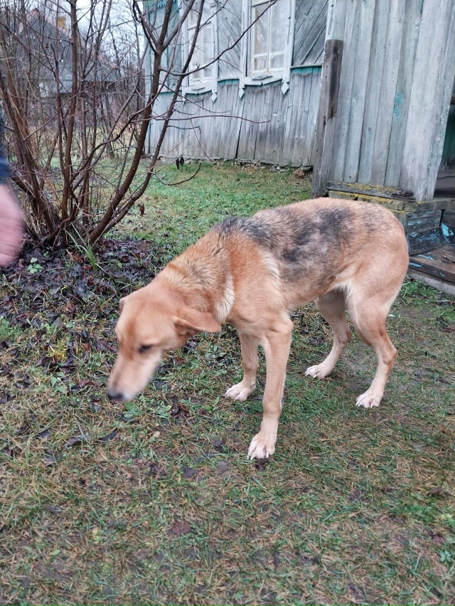 Ищем старого или нового хозяина.Девочка ,появилась в д....