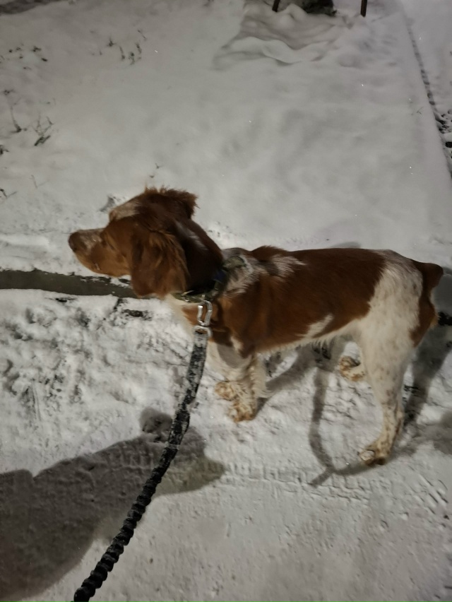 Пес бегают на Гагарина 2 а с поводком