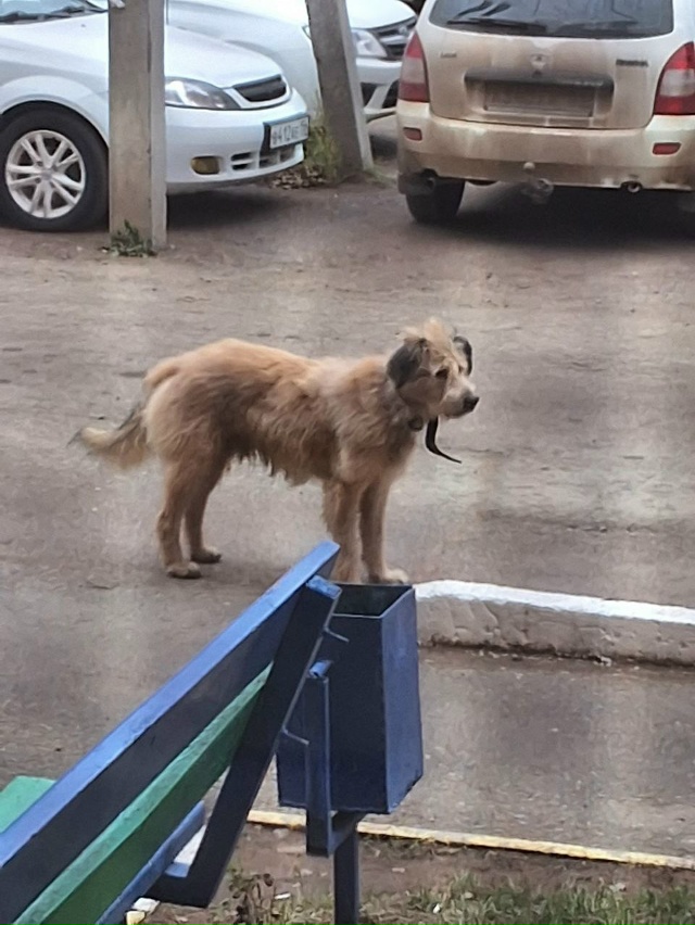 Здравствуйте! На Ул. Фрунзе со вчерашней ночи , пришел п...