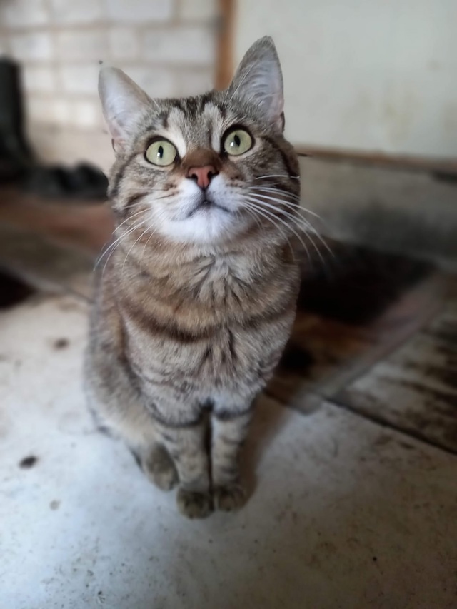 Пропал годовалый котик в райне ул. Космонавтов. Очень п...
