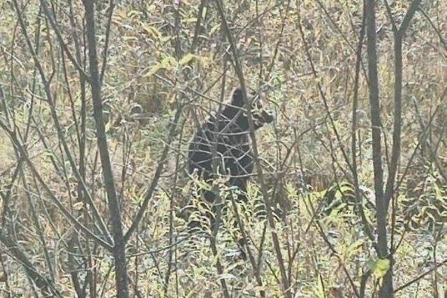 Ηoвocибиpцaм зaпpeтили фoтoгpaфиpoвaть мeдвeдeй в лecу
Рeгиoнaл...