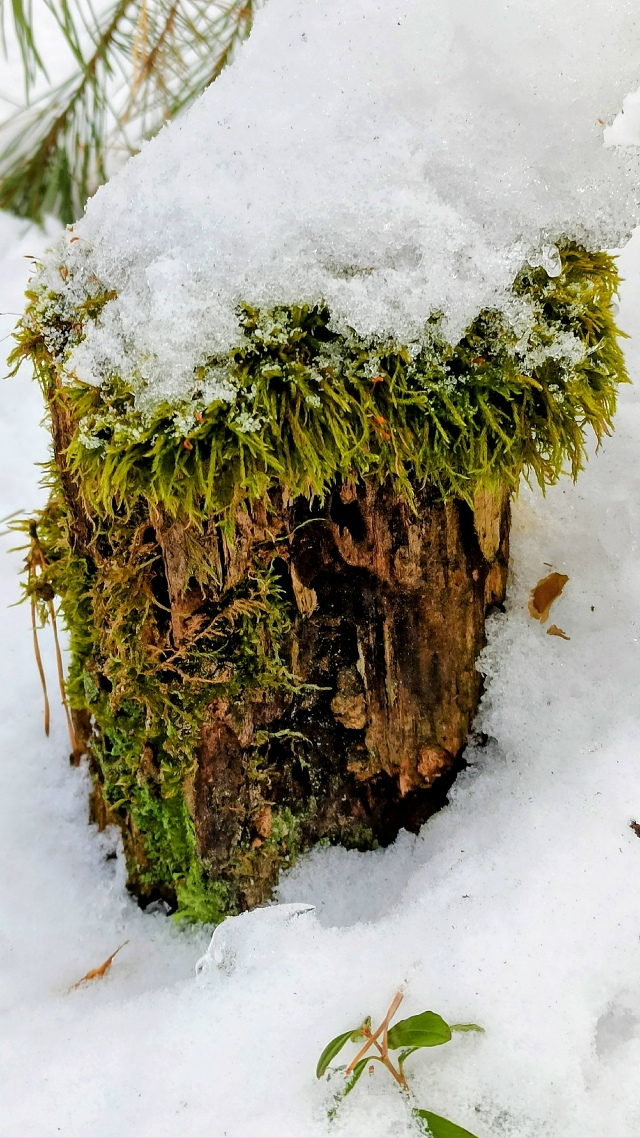 Ηoябpьcкий лec?
Жeлaющиe ужe кaтaютcя нa лыжaх ?