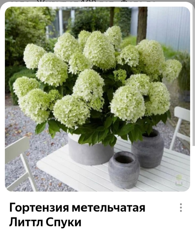 Предлагаю вам гортензии и хосты разных сортов.
Гортенз...