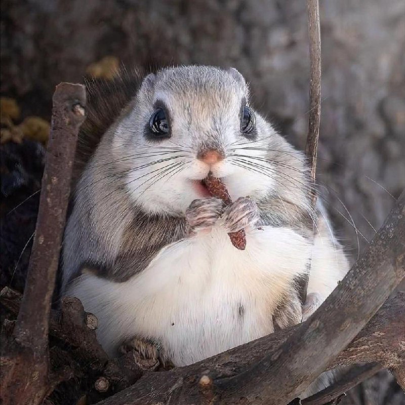 Милота дня: фотографу удалось заснять сибирскую белку-летягу.
Обычно скрытное животное выбралось и