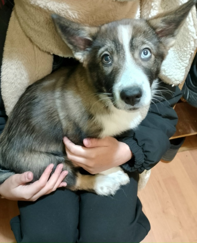 Отдам щенка в добрые руки.
Она девочка, ей 2 месяца.
Мам...