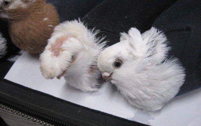 Живых голубей в носках пытались протащить через российско-латвийскую границу.
Псковские таможенники