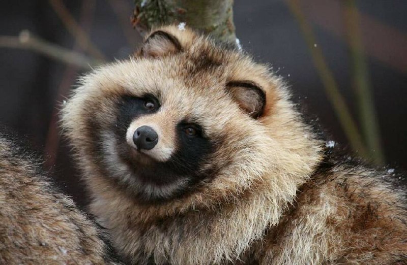 Тануки стесняются какать при людях: японские учёные 2 года следили за туалетами животных
Исследован