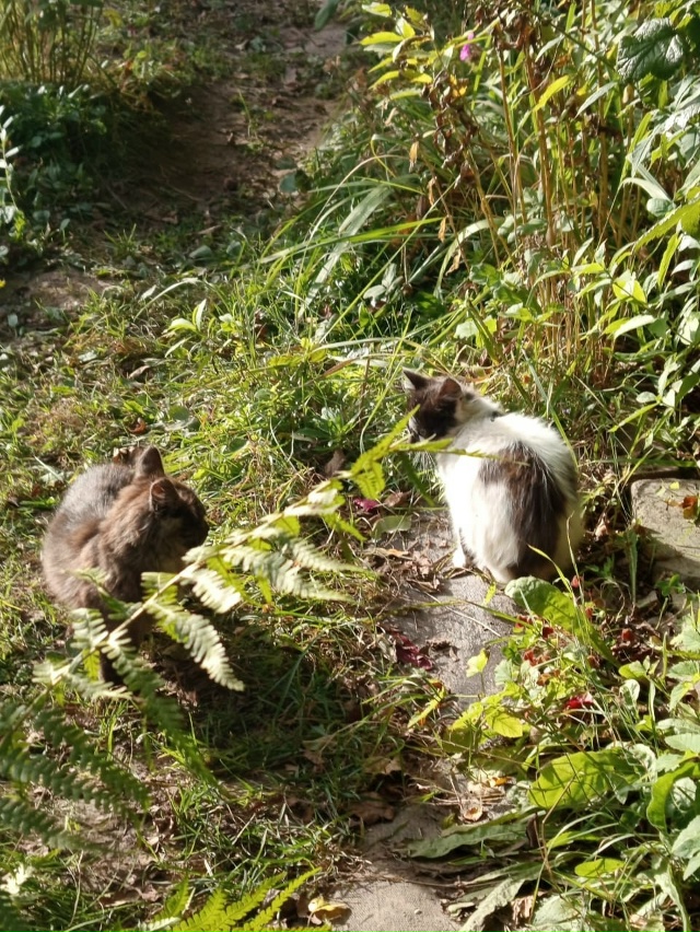 Срочно!!! Котята выживают на дачах,наступают холода им ?...
