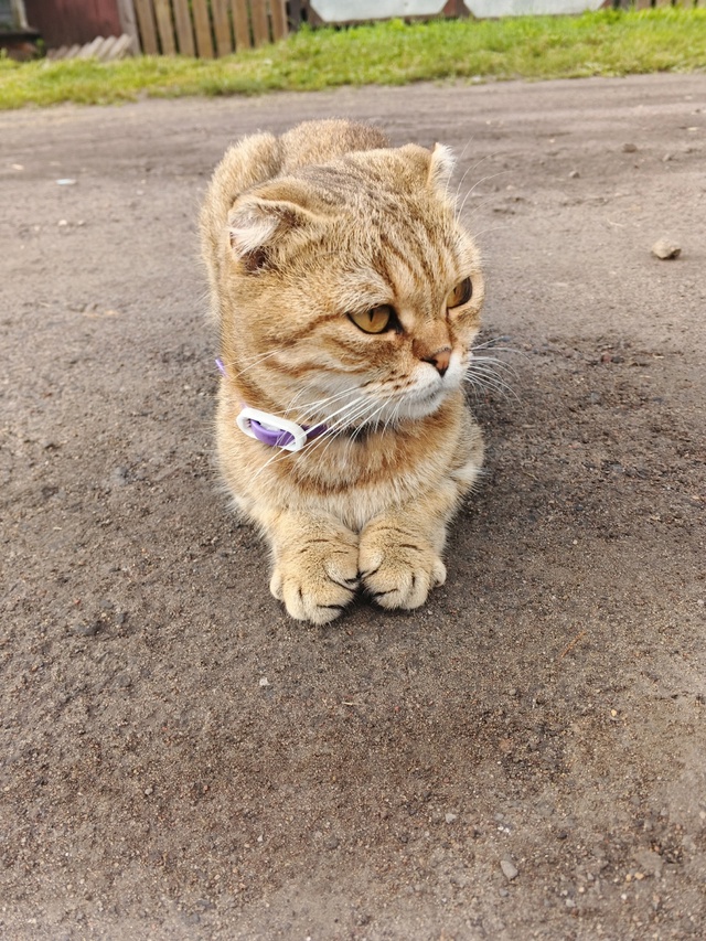 🐱Отдаем в добрые руки.
Звонить 89201834537