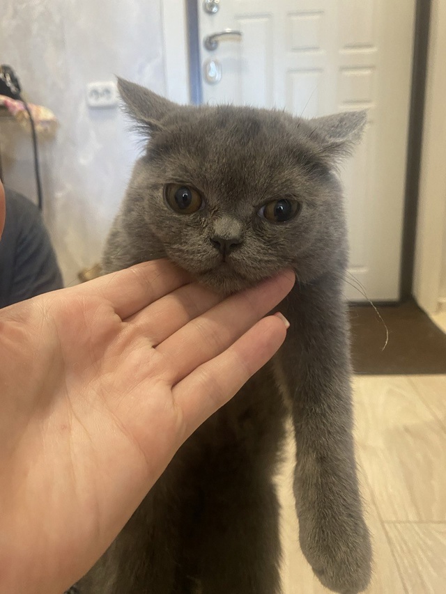 нашли котёнка девочку на мушникова 9 подъезде 5, забери?...