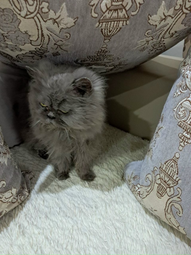 Кошка Тася сейчас! Любит проглаживание и сырую индейку...