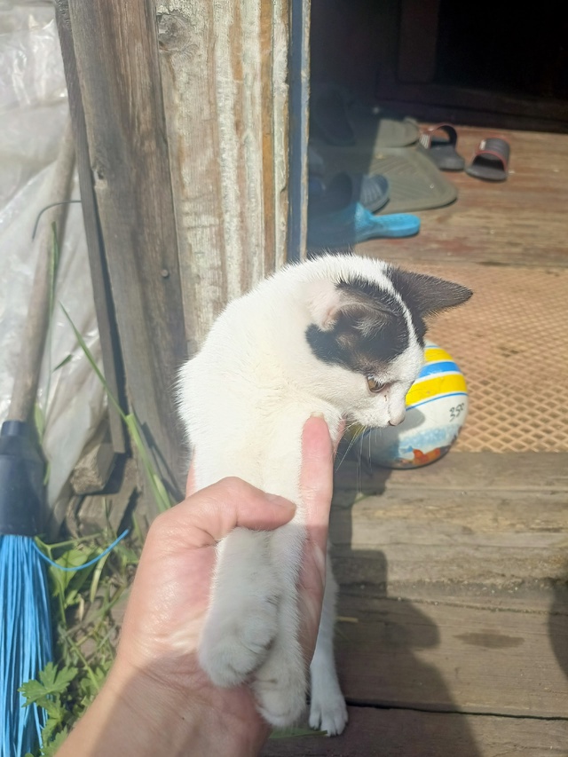 Отдам котят. 2 мальчика, одна девочка. Обращаться по ном...