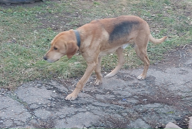 Чей охотничий гончий пес с ошейником?