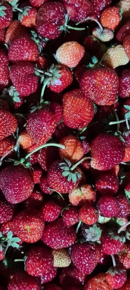 ⚠🍓⚠🍓⚠🍓⚠🍓⚠🍓 Жители г Лангепас!!! 12 августа завоз...