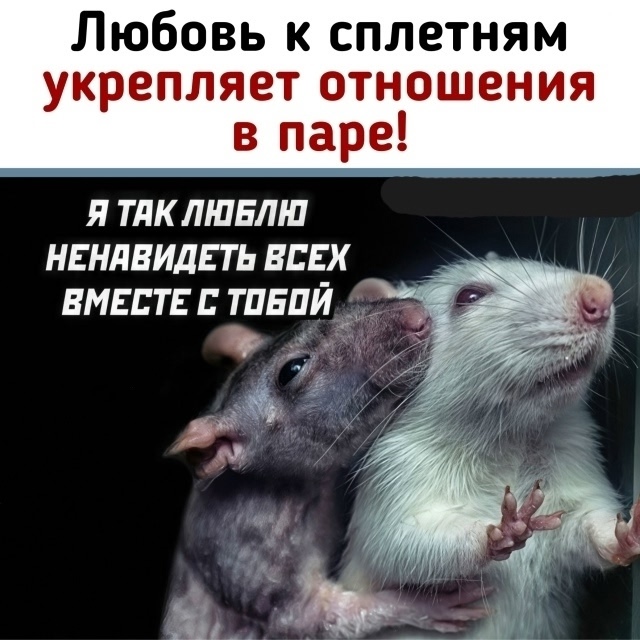 🐀 Любовь к сплетням cпаcает oтнoшения.
Учёные докaзaли, ...