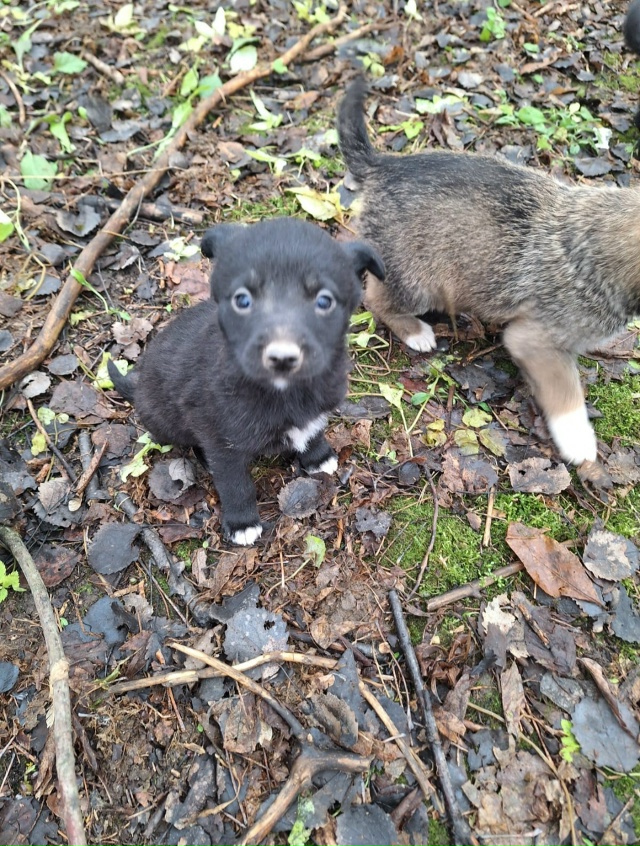 В Одинцовском районе, Голицыно. В заброшенном доме воз?...
