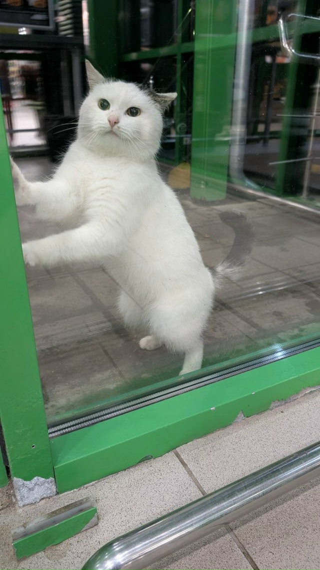 Анон. Чей котик? Бегает у магазина на Седова(пятёрочка).