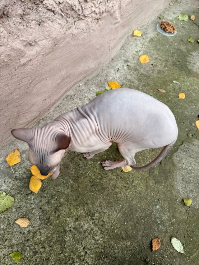 Добрый вечер, опубликуйте пожалуйста 🙏🏻
Нашли котик...
