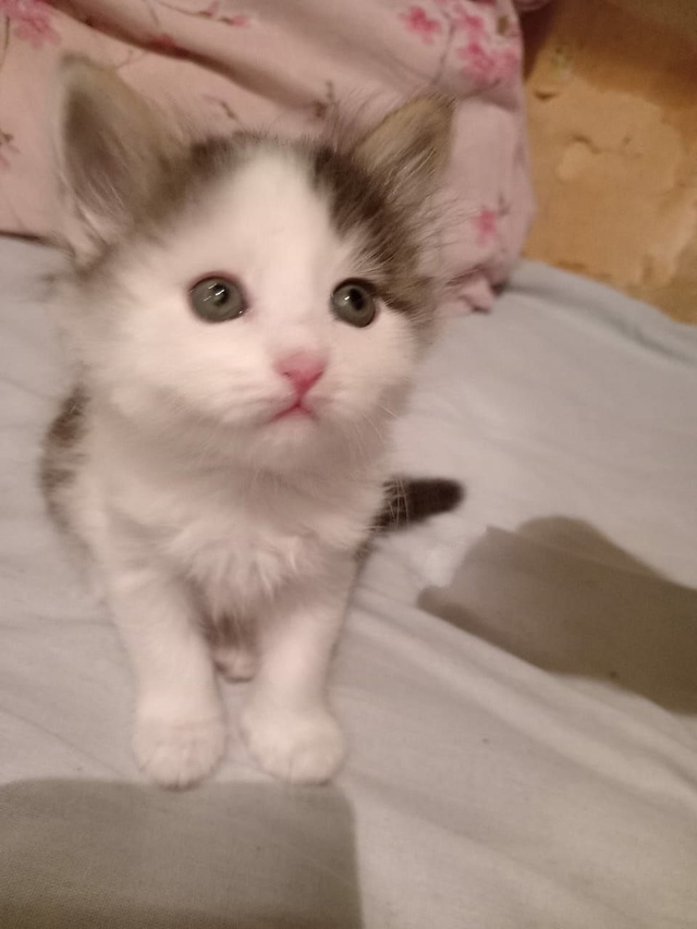 Всем доброго здоровья! 😇Отдам в добрые руки котят или...