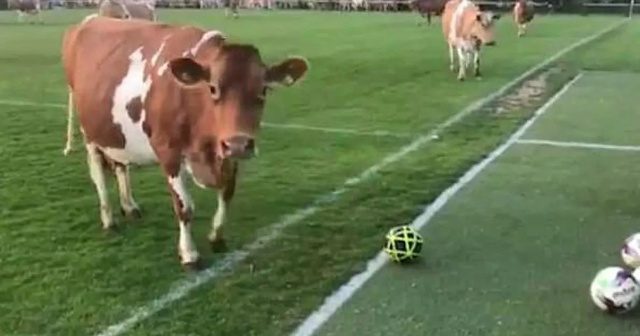 внеманне новости: коровый играет в фудбол мы незнаем в ...