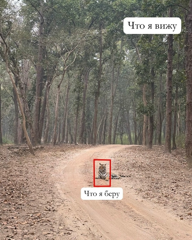 Фотограф дикой природы Нили Гудхка представила уникал...