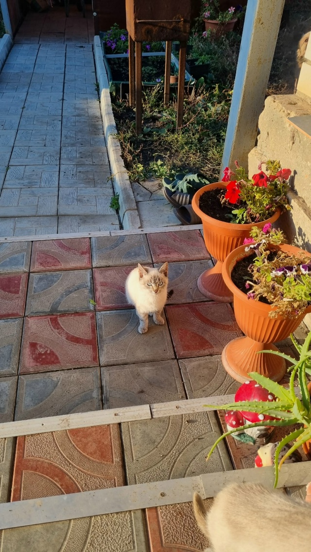 Помогаю информационно!!!
Пристраиваются котята в добры...