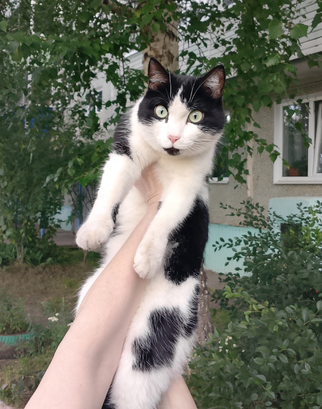 Ищет дом дружелюбный и очаровательный котик. Кастриро?...