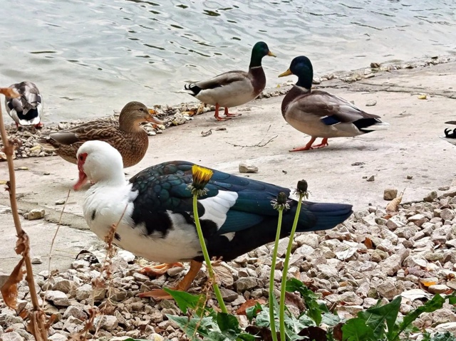 🦆 Здоровенную утку заметили в парке Металлургов
Это ?...