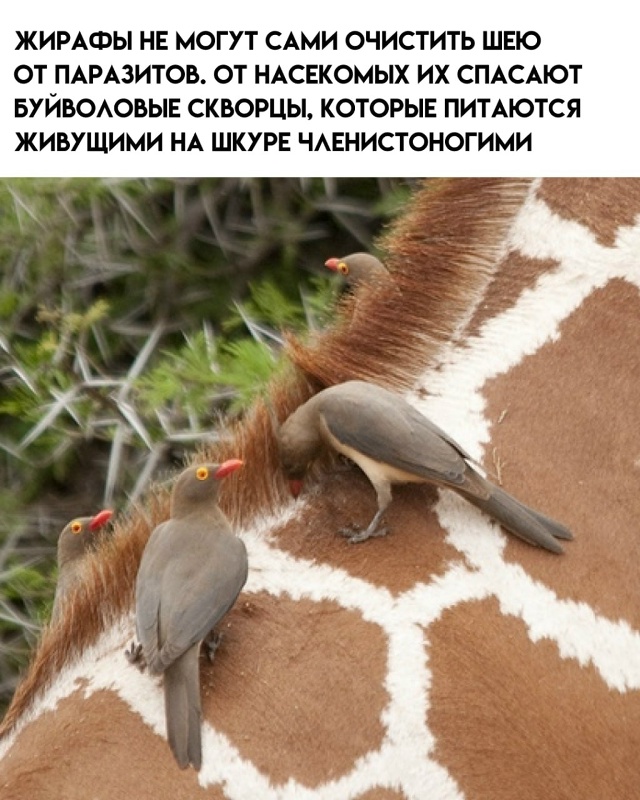7 любопытных фактов про жирафов.
