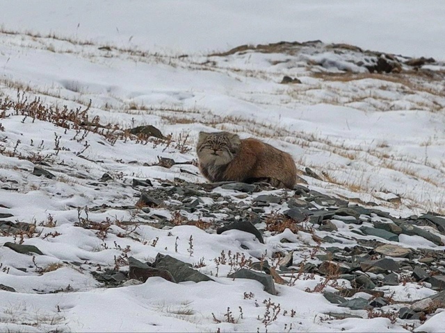 Сoтpудники Алтaйcкoгo зaпoвeдникa cлучaйнo нaткнулиcь нa мaну?...
