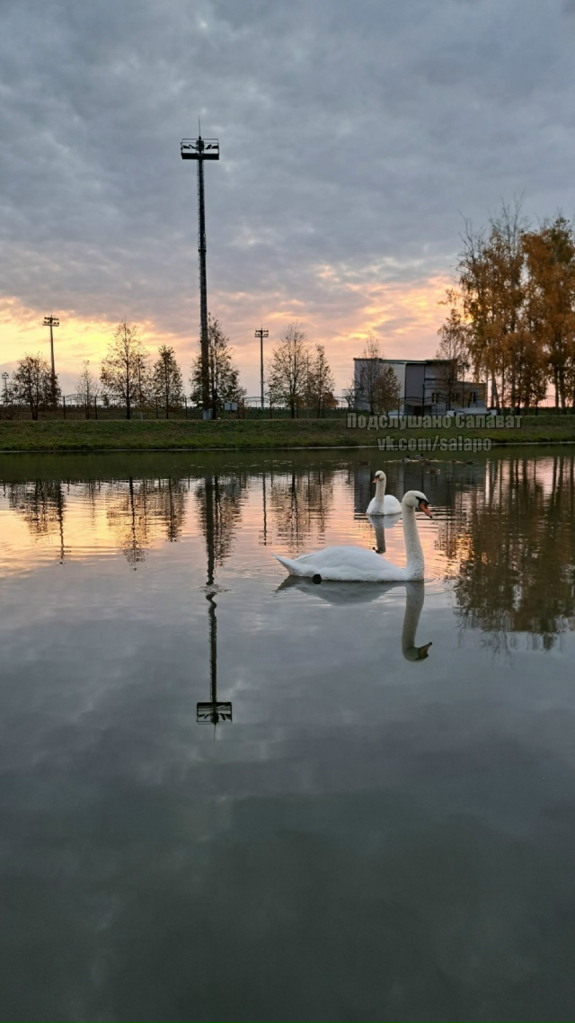 ❤??В суете дней есть уголок спокойствия. Лебеди в па...