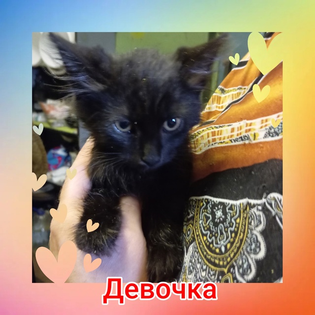 ❗Кировск, Лен. Обл. ❗
➡️Новенькие котята с ул. Пионерс...