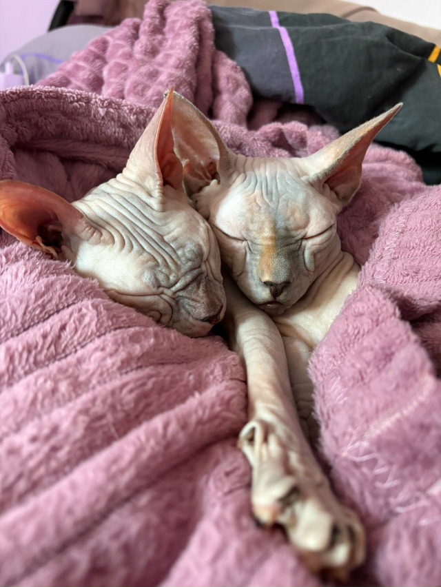 Пару месяцев назад публиковала пост о поиске дома лыси...