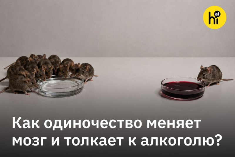 💡 Одиночество меняет мозг, стимулируя мужчин больше пить
Известно, что социальная изоляция коррелир