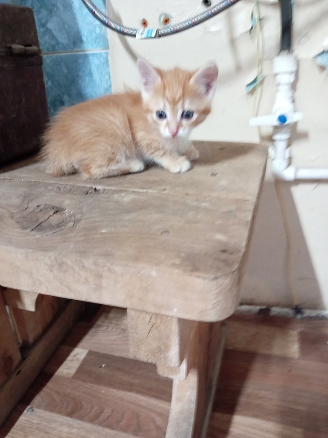 Рыжие котята мальчики от кошки крысоловки и мышеловки ...