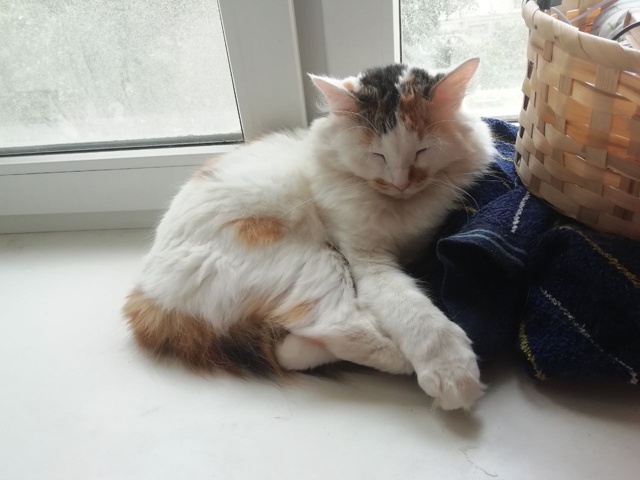 ПРОПАЛА КОШКА
(все ещё не найдена)
НАШЕДШЕМУ ДОСТОЙНО...