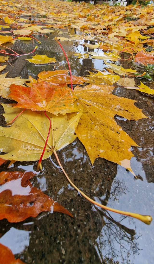 Улыбнись и подумай-какая красивая ОСЕНЬ
Сколько СВЕТА ...