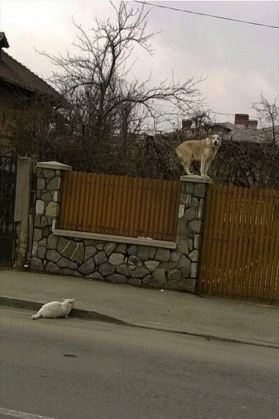 Забор мне перепрыгнуть без проблем, и сторожить могу я ...