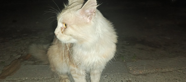 Кто потерял мей Куна?