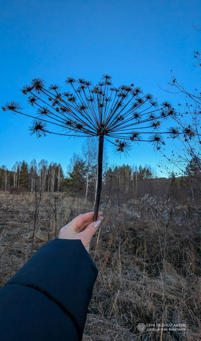 Ноябрь у реки Тура во всей эфемерной красоте.
Окрестно?...