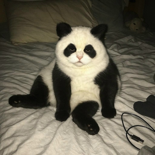 Давайте просто признаем тот факт, что коты прекрасны в ...