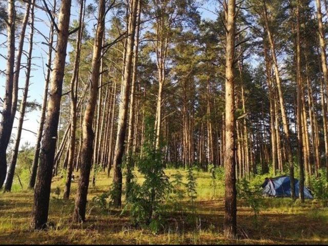 Остров Трясье (Коприно). В народе это место называют 